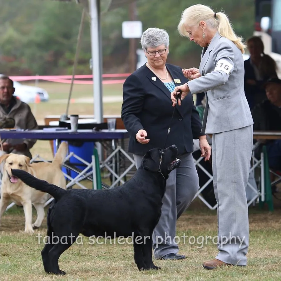 Cassi Belli, Certified Veterinary Technician at Middleboro Animal Clinic, handling a dog