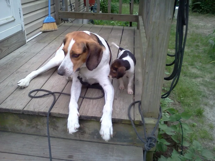 Jackson and Lady Bug, two dogs cared for at Middleboro Animal Clinic, resting together on a porch