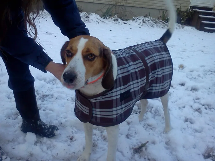 Jackson the beagle wearing a plaid winter coat in the snow