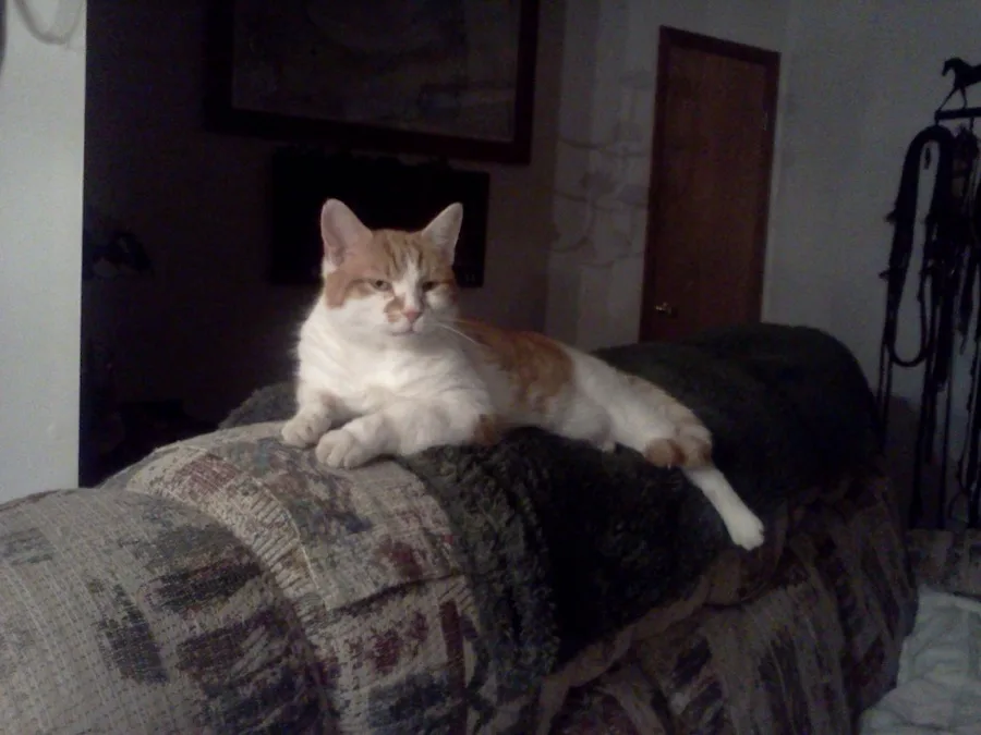 Willie the cat resting on the arm of a couch